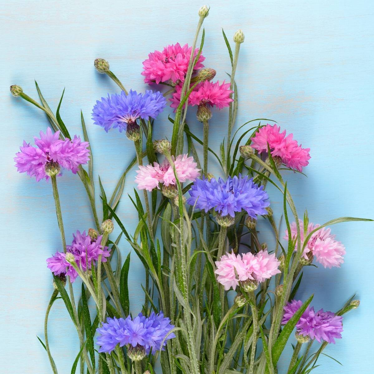 Cornflower- Dwarf Polka Dot Mix
